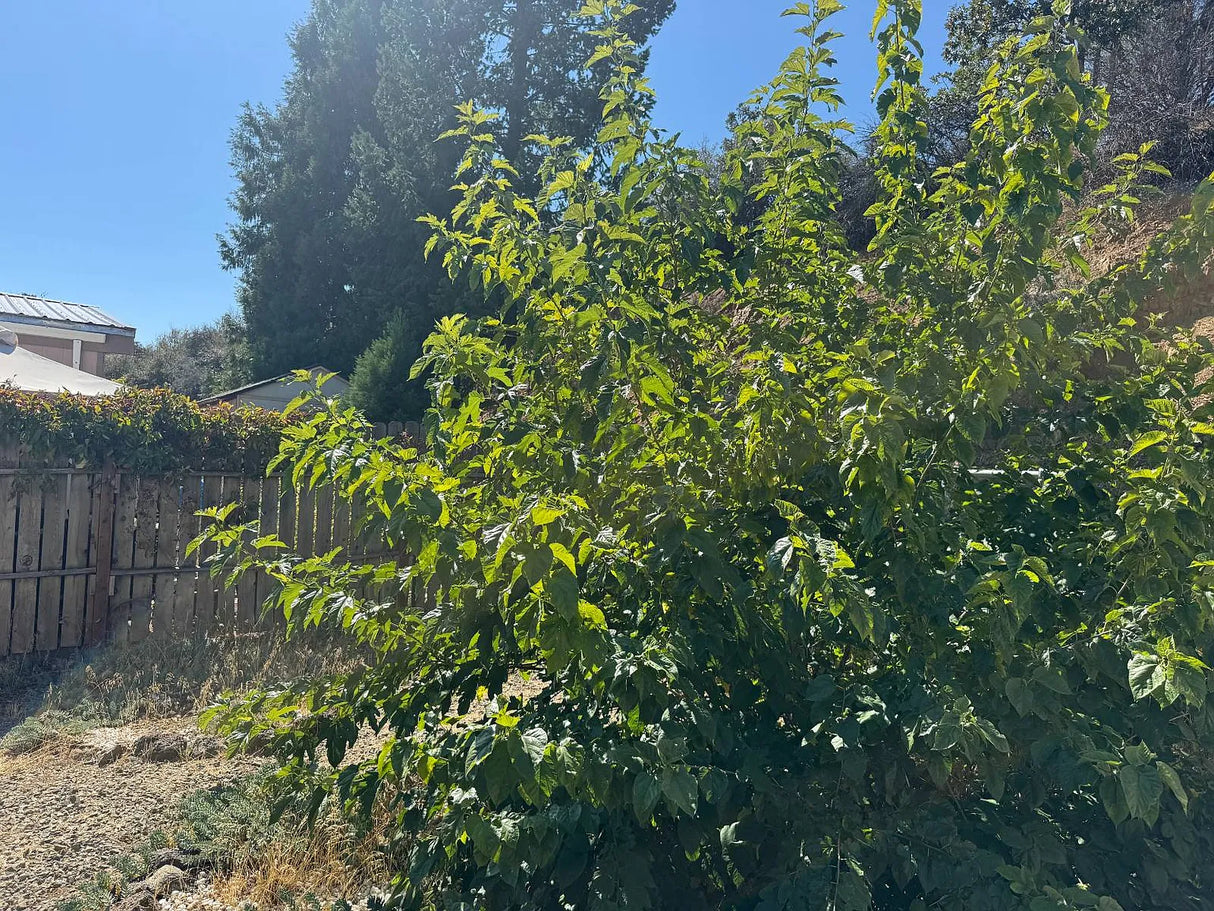 Oakridge Mobile Estates, Space 38